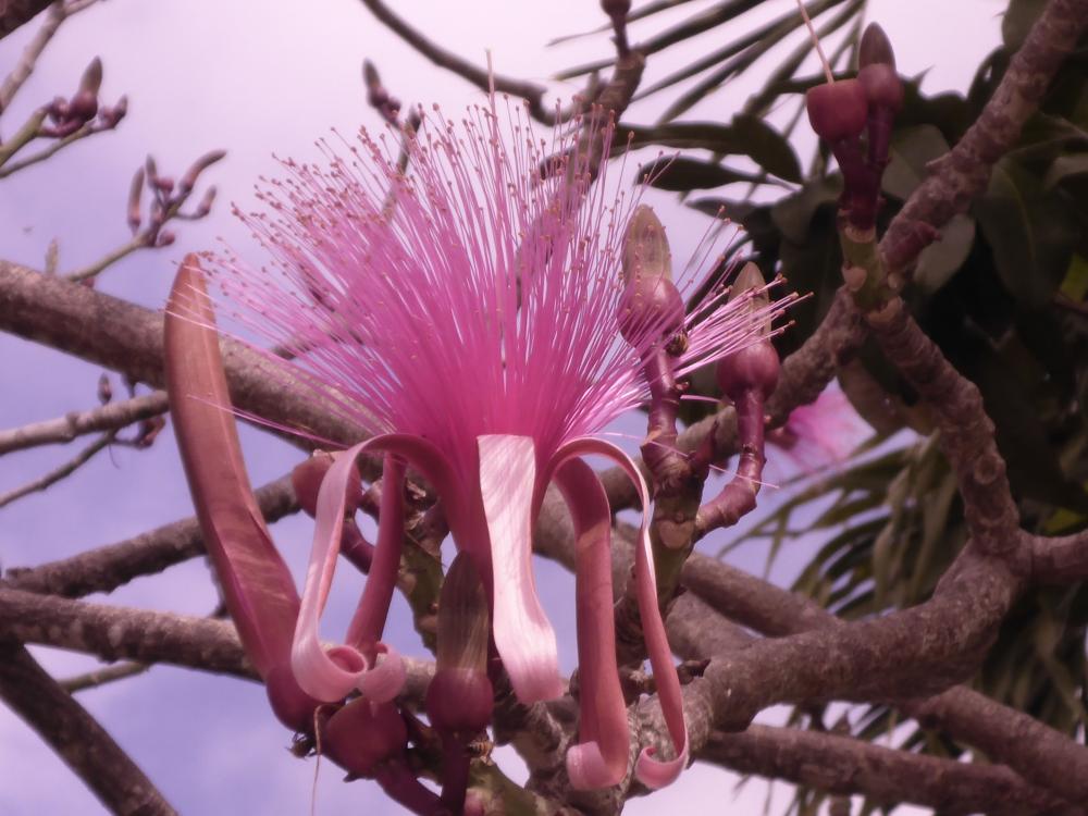 Pretty Pink: Flowering tree in Grand Cayman